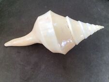 Syrinx aruanus gebraucht kaufen  Chemnitz