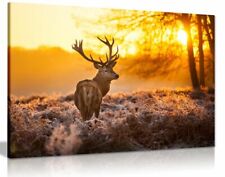 Red deer morning for sale  LONDON
