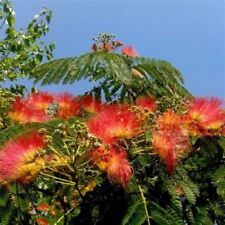 Orange mimosa tree for sale  Ravensdale