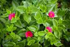 Aptenia cordifolia rouge d'occasion  Nyons