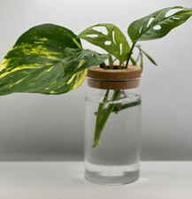 Plant propagation station for sale  BIGGLESWADE