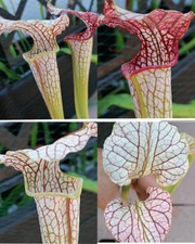 Sarracenia areolata trinità usato  Roma