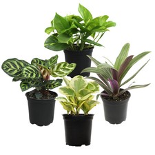 Essential houseplant collectio for sale  Germantown