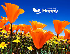 Californian poppy golden for sale  DONCASTER