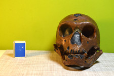 Lehrmodell anthropologischer s gebraucht kaufen  Zarrentin