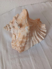 Muscheln & Schnecken gebraucht kaufen Muscheln & Schnecken gebraucht kaufen Eltville am Rhein