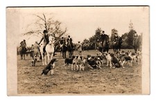 Fox hounds english for sale  CHELTENHAM
