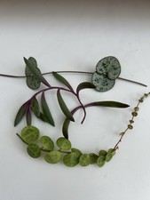 Trailing plants string for sale  LONDON