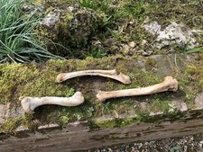 Real animal bones for sale  UK