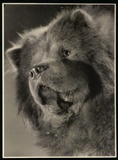 Fotografie chow chow gebraucht kaufen  Berlin