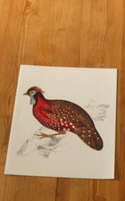 Tragopan satyre peinture d'occasion  Ganges