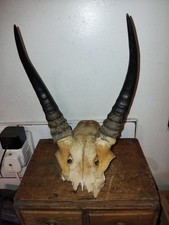 Vintage african springbok for sale Vintage african springbok for sale  BANWELL
