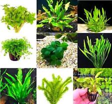 Premium assorted green for sale  Terrell