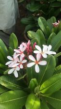 White frangipani plumeria for sale  WEMBLEY