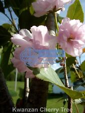 Kwanzan cherry tree for sale  Sheridan