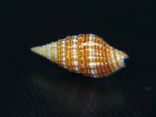Mitra vexillum unifasciale for sale  Kapolei