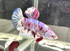 Betta live fish for sale  Fontana