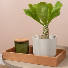 Brighamia hawaii palm for sale  UK