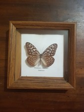 Papillon tirumala limniace d'occasion  Villeneuve-de-Berg