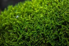 Spießmoos teichpflanzen wasse gebraucht kaufen  Kaiserslautern