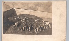 Farm piglets suckling for sale  Davenport