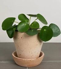 Chinese money plant for sale  DUDLEY