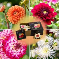 Blumenzwiebel luxusbox set gebraucht kaufen  Düsseldorf