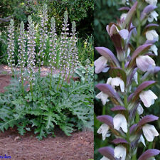 Acanthus mollis calzoni usato  Spedire a Italy