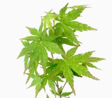 Acer palmatum polymorphum usato  Napoli