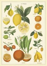 Cavallini co. citrus for sale  Las Vegas