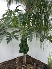 Dwarf thai papaya for sale  Winter Park