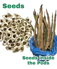 Free moringa seeds for sale  Boca Raton