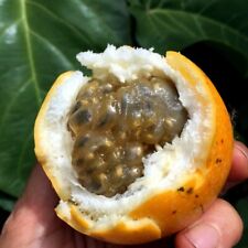 Sweet granadilla yellow for sale  Lincolnton
