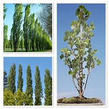 Lombardy poplar tree for sale  CAERNARFON