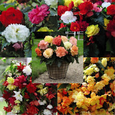 begonias for sale  IPSWICH