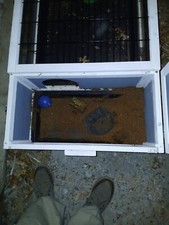 White cage turtle for sale  Nevada