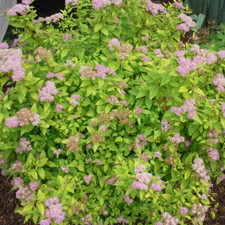 wreath forms for sale wreath forms for sale UK