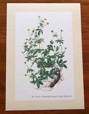 Blutwurz kunstdruck poster gebraucht kaufen  Bad Oldesloe