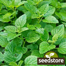 Lemon mint seeds for sale  Tarpon Springs