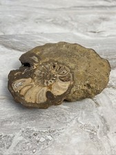 Ammonite fossil spiral for sale  Naples