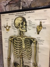Human skeleton skull for sale  PENRITH