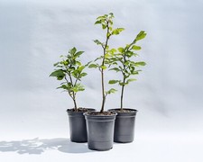 Green beech tree for sale  SHIFNAL