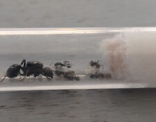 Colonie fourmis messor d'occasion  Maisons-Alfort
