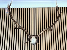Majestic deer antlers for sale  WOODFORD GREEN