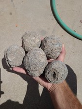 Whole uncut las for sale  Sierra Vista