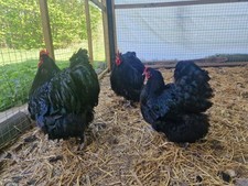 orpington eggs for sale orpington eggs for sale YORK
