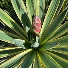 Yucca gloriosa variegata. for sale  TROWBRIDGE