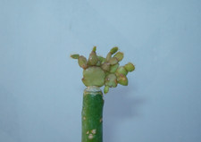 schlumbergera for sale schlumbergera for sale San Jose