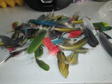 parrot feathers for sale parrot feathers for sale CHICHESTER
