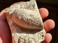 Fossile oeuf crocodile d'occasion  Sessenheim